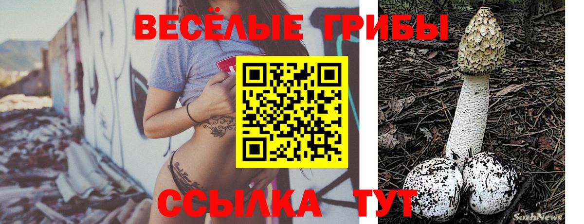 МЕФ Гатчина